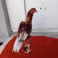 جوجه خروس لاری|حیوانات مزرعه|مریوان, |دیوار