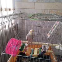 عروس هلندی ماده|پرنده|تهران, شهرک هما|دیوار