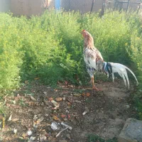 خروس