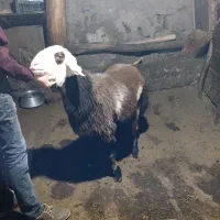 بره‌ قوچ پلنگی|حیوانات مزرعه|سراب, |دیوار