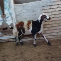 بره قوچ پلنگی پوست گاوی|حیوانات مزرعه|بروجرد, |دیوار