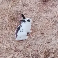 خرگوش چشم قرمز|موش و خرگوش|زرند, |دیوار