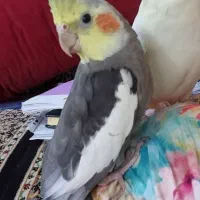 عروس هلندر نر و ماده کاملا دستی