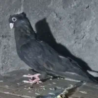 کبوترصرب ماده فروشی|پرنده|جیرفت, |دیوار