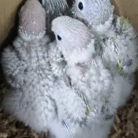 جوجه سرلاکی طوطی سانچیک ،گرین چیک