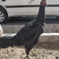 مرغ و خروس لاری|حیوانات مزرعه|قیدار, |دیوار