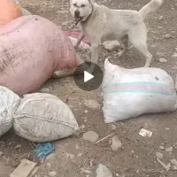 واگذاری سگ الابای وسگ نگهبان|سگ|علی‌آباد کتول, |دیوار