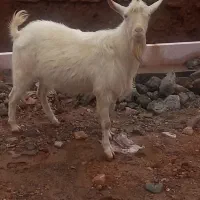 چبش سانن|حیوانات مزرعه|گناباد, |دیوار