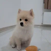 پامر خرسی روباهی