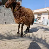 مژده مرکز اصلاح نژاد میش در شهرستان.همو ‌و...|حیوانات مزرعه|بهبهان, |دیوار