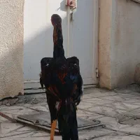لاری اوشامو