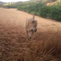 سگ گمشده