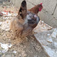 چهار تا مرغ تخم گذار|حیوانات مزرعه|خوی, |دیوار