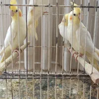 عروس هلندی