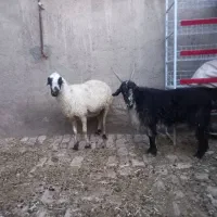 میش و بز
