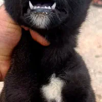 نر شاه توله سلطان قدرجونی