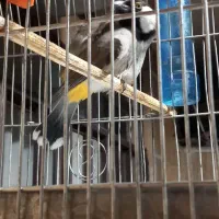 سهره اهوازی نر شاه تخم|پرنده|محمدشهر, علی آباد گونه|دیوار