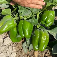 نیم هکتار زمین اجاره‌ی