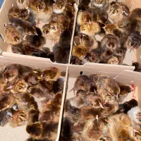 جوجه دورگ گلپایگانی