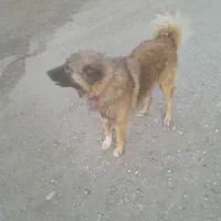 سگ کله|سگ|گل تپه, |دیوار