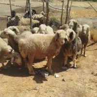 میش جوان