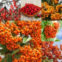 رز سیاه زالزالک زردآلو پرتقال والنسیا بلوبری|خدمات باغبانی و درختکاری|مشهد, آبکوه|دیوار