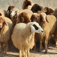 گوسفند عراقی جوان برای داشت