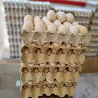 تخم مرغ فقط 285|خوردنی و آشامیدنی|خوی, |دیوار