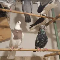 کبوتر.یاکفتر تهرانی شهرستانی|پرنده|مشکیندشت, |دیوار