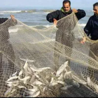 تور ماهیگیری پره‌کشی یا کرفه