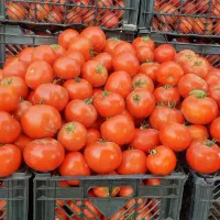 اب گوجه گیری  استیل وپیشرفته