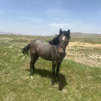 دو راس  مادیان (اسب)