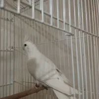 عروس هلندی آلبینو