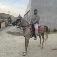 اسب مادیان عرب مصری