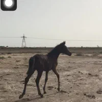 اسب کره مادیون یکسر