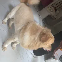 اشپیتز نر اصیل برای جفتگیری