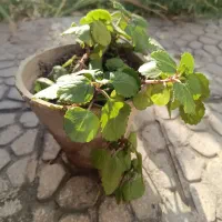 گل گوشواره ای زیبا