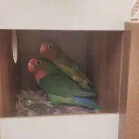 طوطی برزیلی جفت با همه وسایل|پرنده|گرمسار, |دیوار