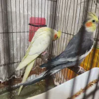 عروس هلندی نروماده|پرنده|ساوه, |دیوار