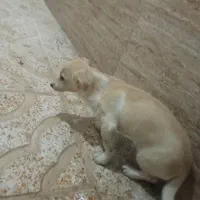 سگ پا کوتاه|سگ|باغستان, |دیوار