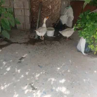 غاز تخم گذار و سالم یه نر یه ماده