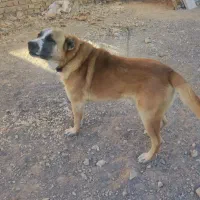 واگذاری سگ گله