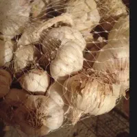 سیر