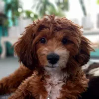 سگ گمشده رنگ قهوه ای و سفید.مژدگانی ۱۰ میلیون|حیوانات|تهران, تختی|دیوار