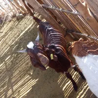 120000000|حیوانات مزرعه|درب بهشت, |دیوار