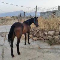 مادیان|اسب و تجهیزات اسبسواری|کارزان, |دیوار