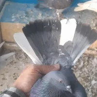 کفتر ماده جوجه