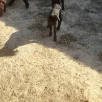 بره شیری ماده ۱ماهه