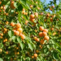 تولید انواع نـهال ها سازگار با اقلیم مختلف کشور|خدمات باغبانی و درختکاری|سلطانیه, |دیوار