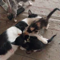 واگذاری بچه گربه